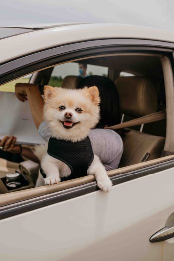 A cream-colored Pomeranian wearing a black harness leans out of a car window.